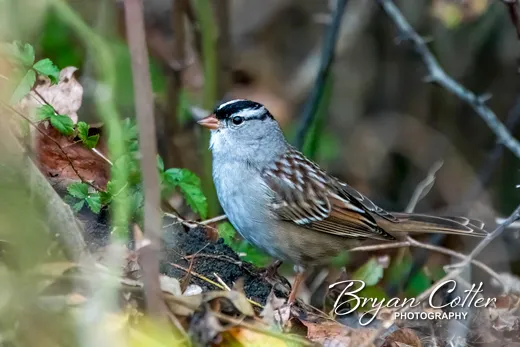 White-crowned Sparrow