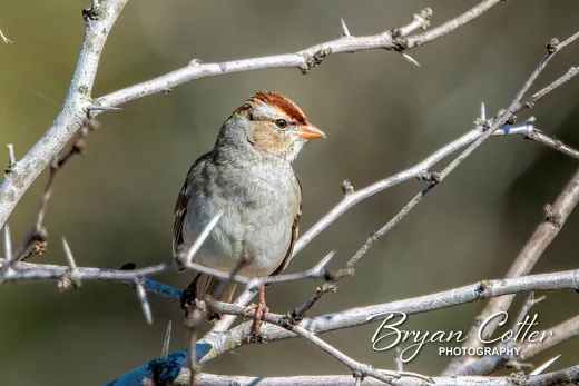 White-crowned Sparrow