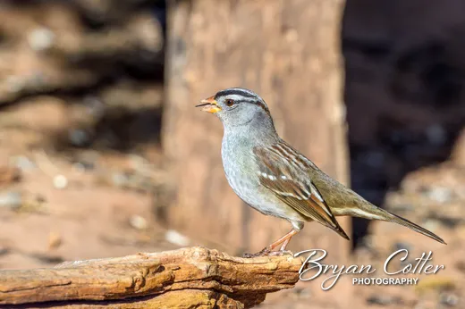 White-crowned Sparrow