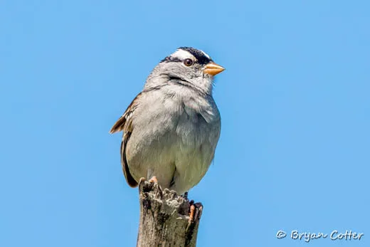 White-crowned Sparrow
