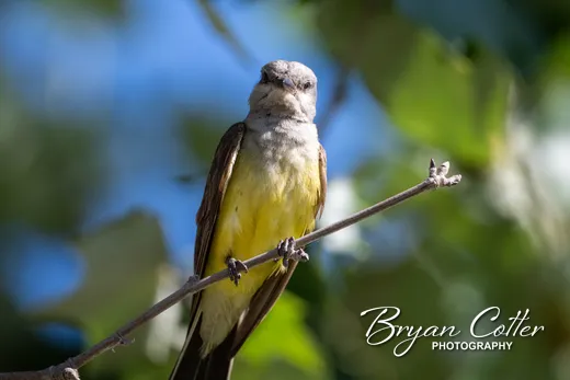 Western Kingbird