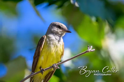 Western Kingbird