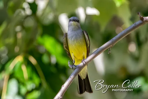 Western Kingbird