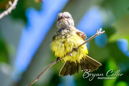 Western Kingbird