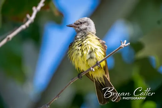 Western Kingbird