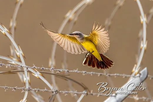 Western Kingbird