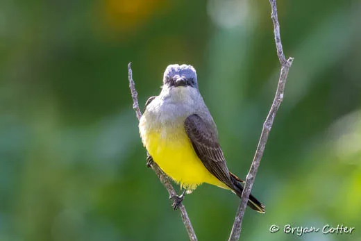 Western Kingbird