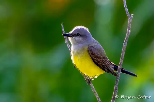 Western Kingbird