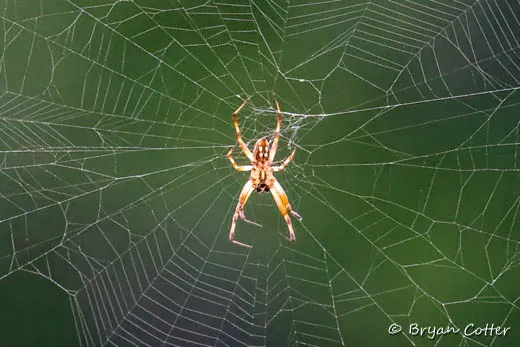 Western Spotted Orbweaver