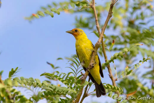 Western Tanager