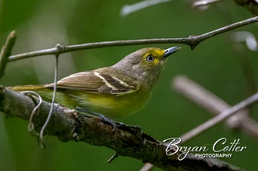 White-eyed Vireo
