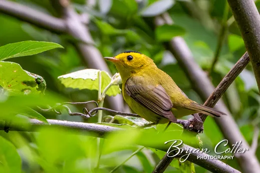 Wilson's Warbler