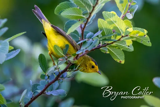 Wilson's Warbler
