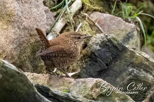 Winter Wren
