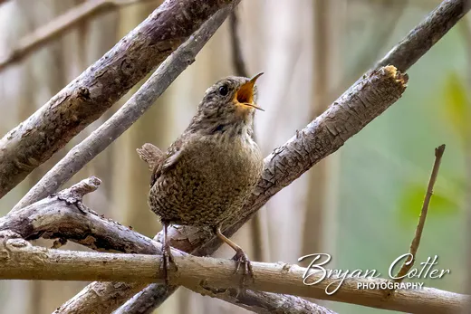 Winter Wren