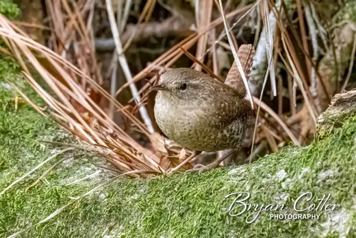 Winter Wren