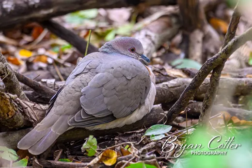 White-tipped Dove