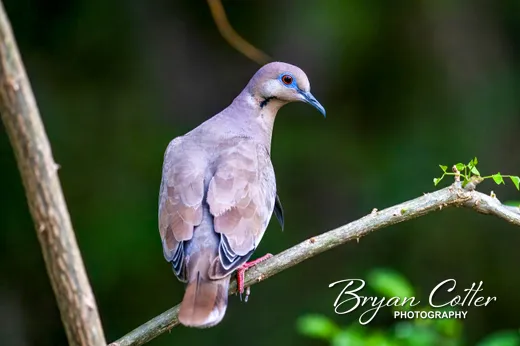 White-winged Dove