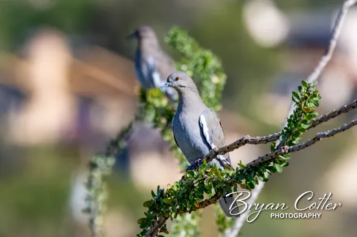 White-winged Dove