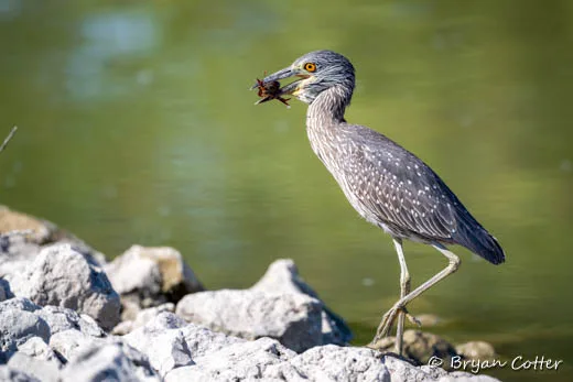 Yellow-crowned Night-Heron