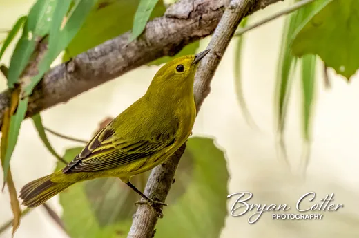 Yellow Warbler