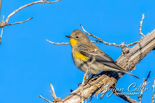 Yellow-rumped Warbler